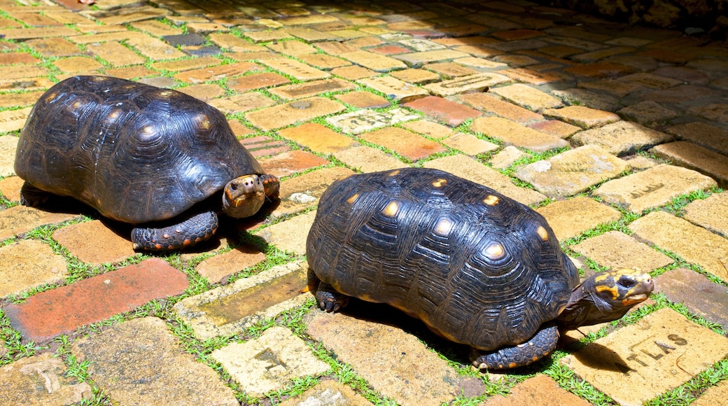 Barbados Wildlife Reserve som inkluderer sjøliv, koselige dyr og dyrehagedyr