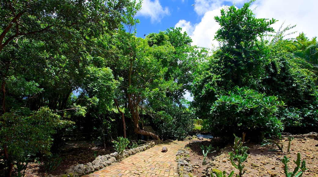 Barbados Wildlife Reserve which includes general coastal views and a park