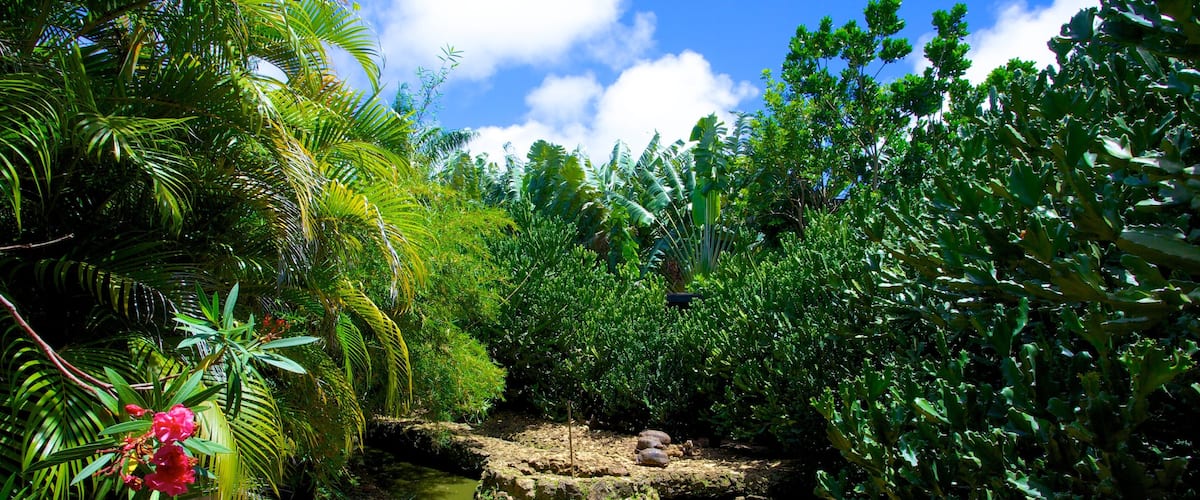 Reserva natural de Barbados ofreciendo animales, escenas tropicales y un estanque