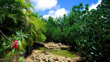 Barbados Wildlife Reserve showing a pond, tropical scenes and animals