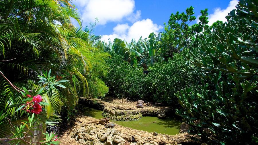 Barbados Wildlife Reserve showing a pond, animals and tropical scenes