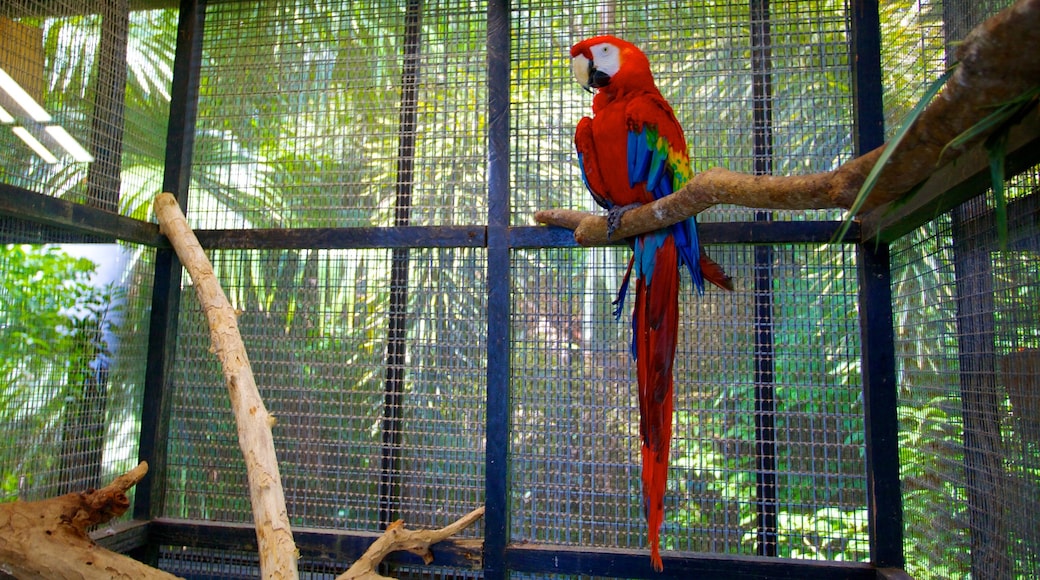 Réserve animalière de la Barbade qui includes scènes intérieures, faune aviaire et animaux du zoo