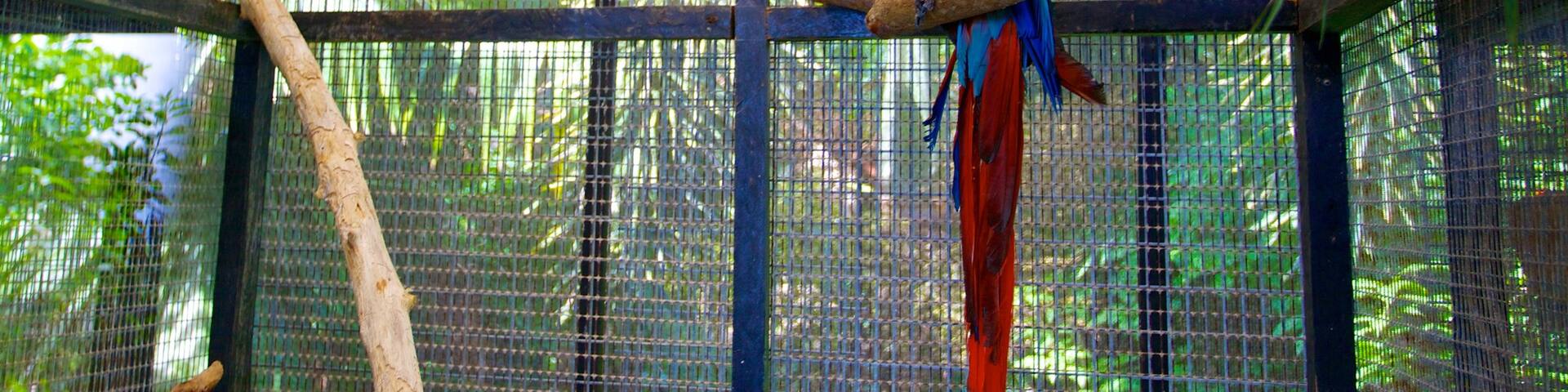 Barbados Wildlife Reserve showing zoo animals, bird life and interior views