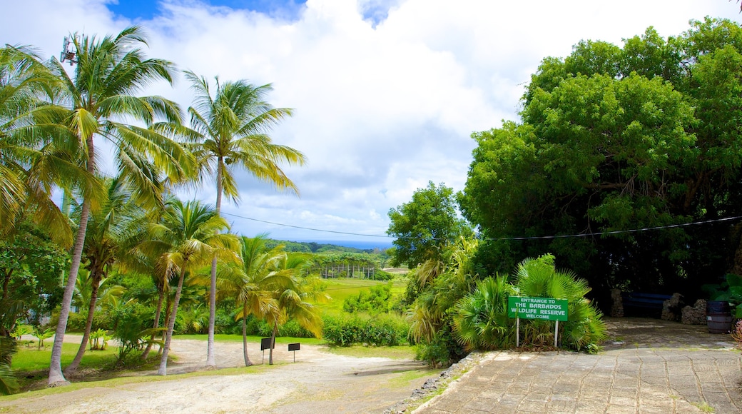 Barbados Wildlife Reserve showing tropical scenes