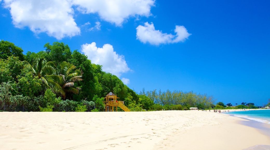 Brighton Beach showing a sandy beach, tropical scenes and landscape views