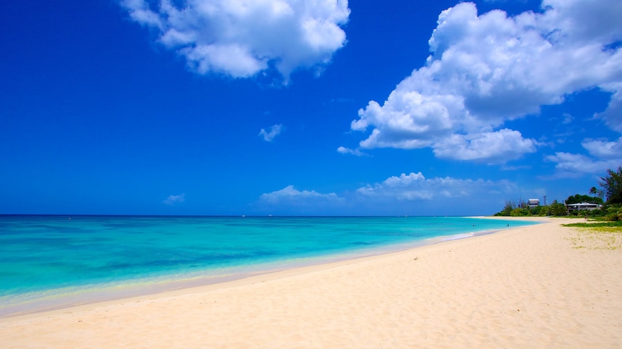 Brighton Beach showing tropical scenes, landscape views and a sandy beach