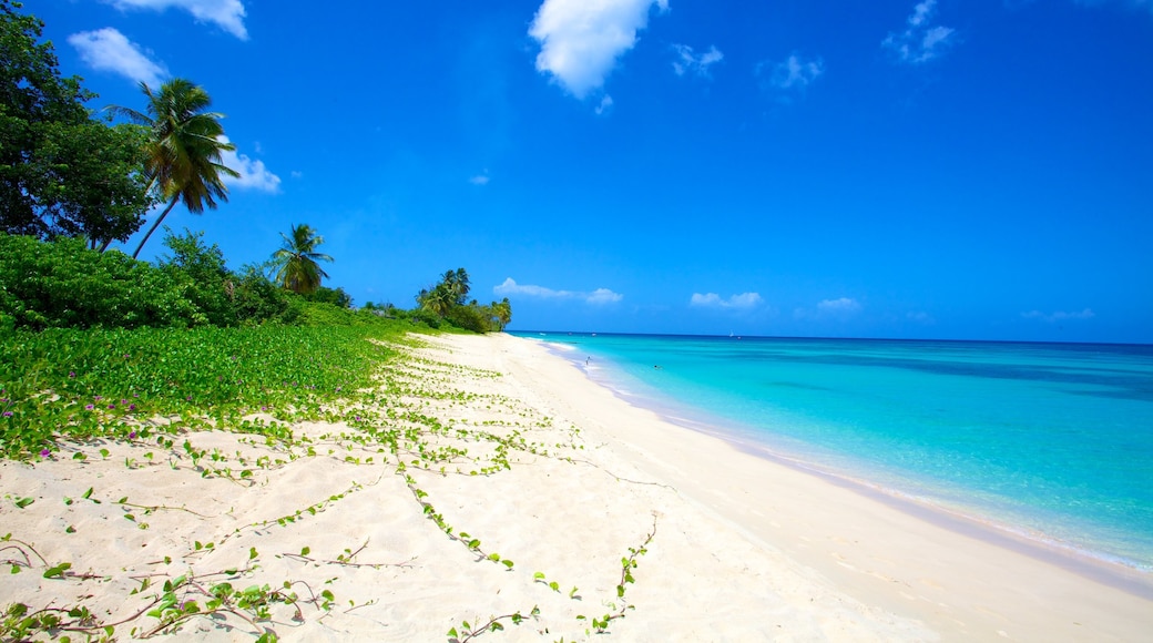 Paradise Beach which includes tropical scenes, landscape views and a sandy beach