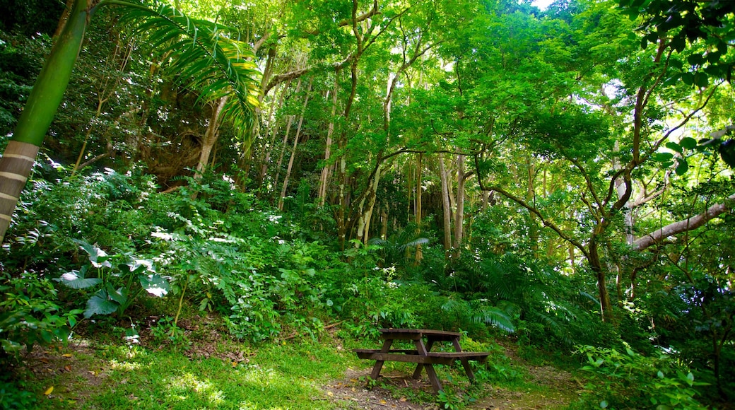 Ravine de Welchman Hall montrant forêt vierge