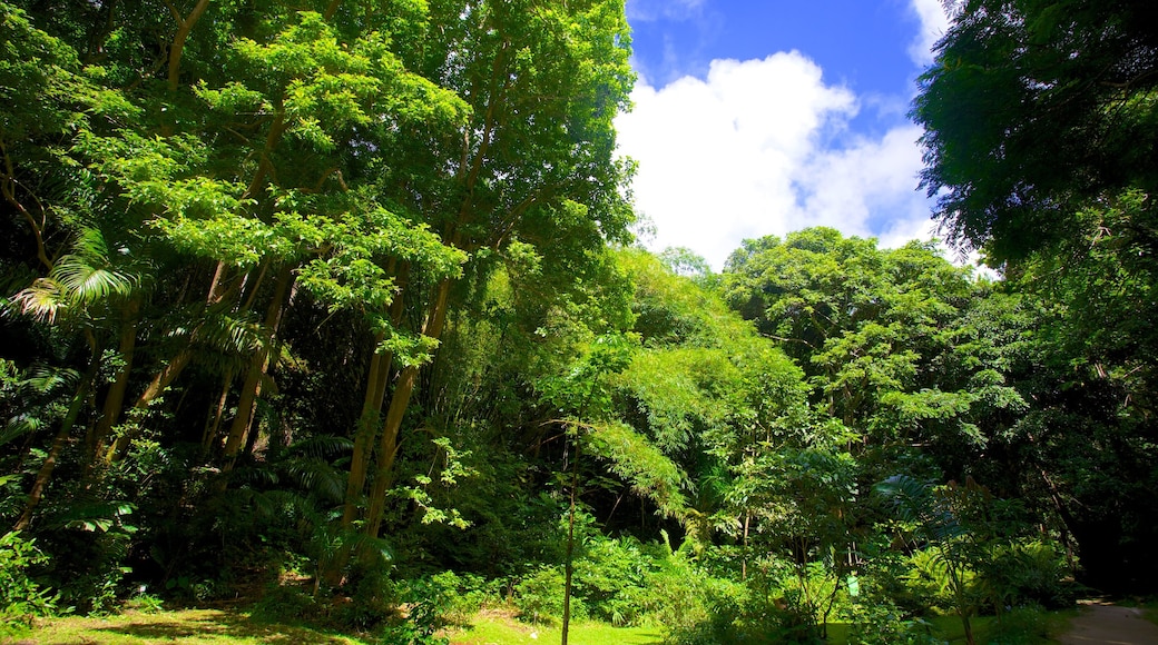 Welchman Hall Gully caratteristiche di foresta pluviale