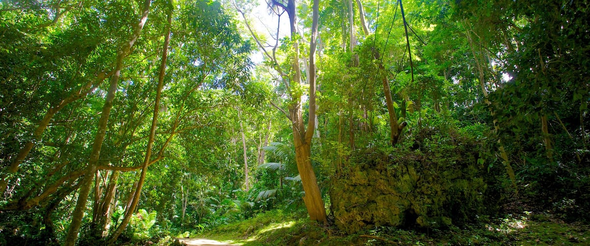 Welchman Hall Gully which includes rainforest and forests