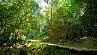 Welchman Hall Gully mostrando bosques y bosque tropical