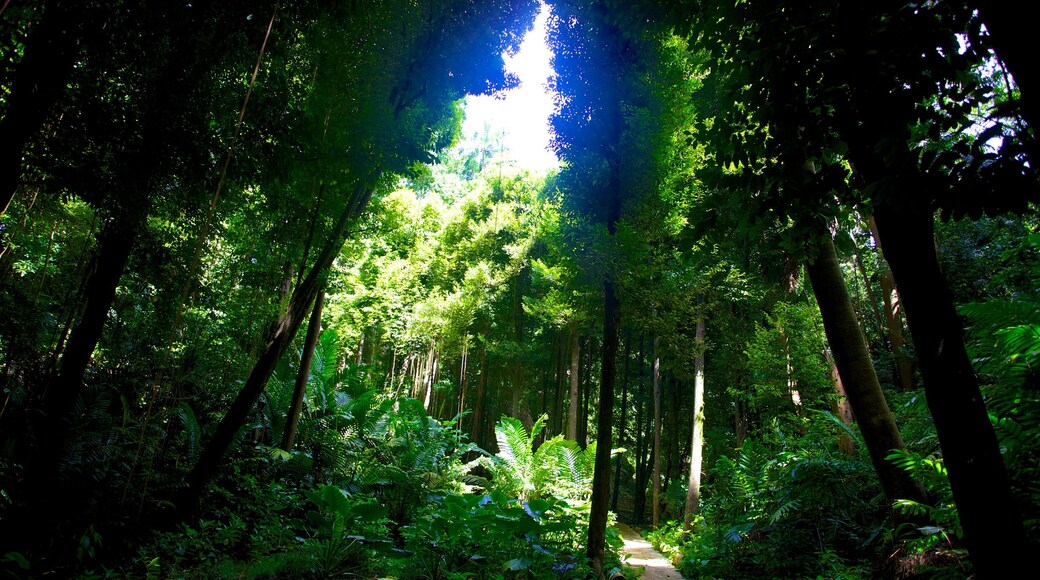 Welchman Hall Gully showing rainforest and landscape views