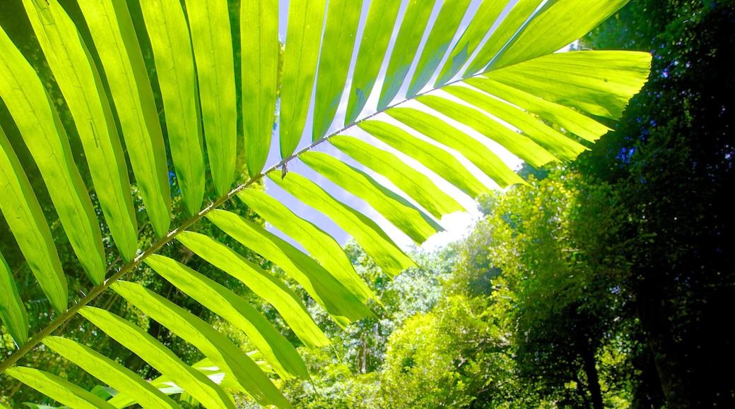 Welchman Hall Gully which includes tropical scenes, rainforest and forests