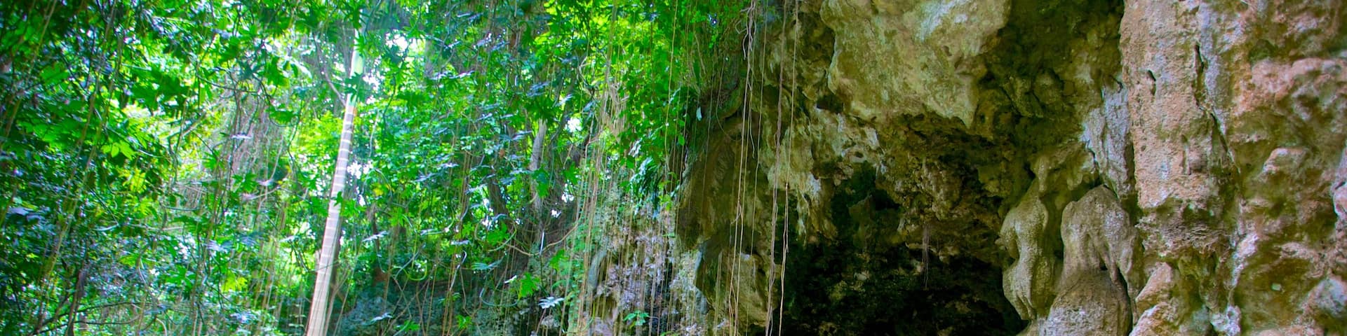 Welchman Hall Gully das einen Regenwald