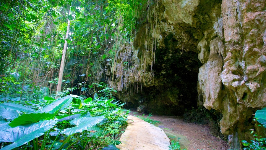 Welchman Hall Gully ofreciendo selva