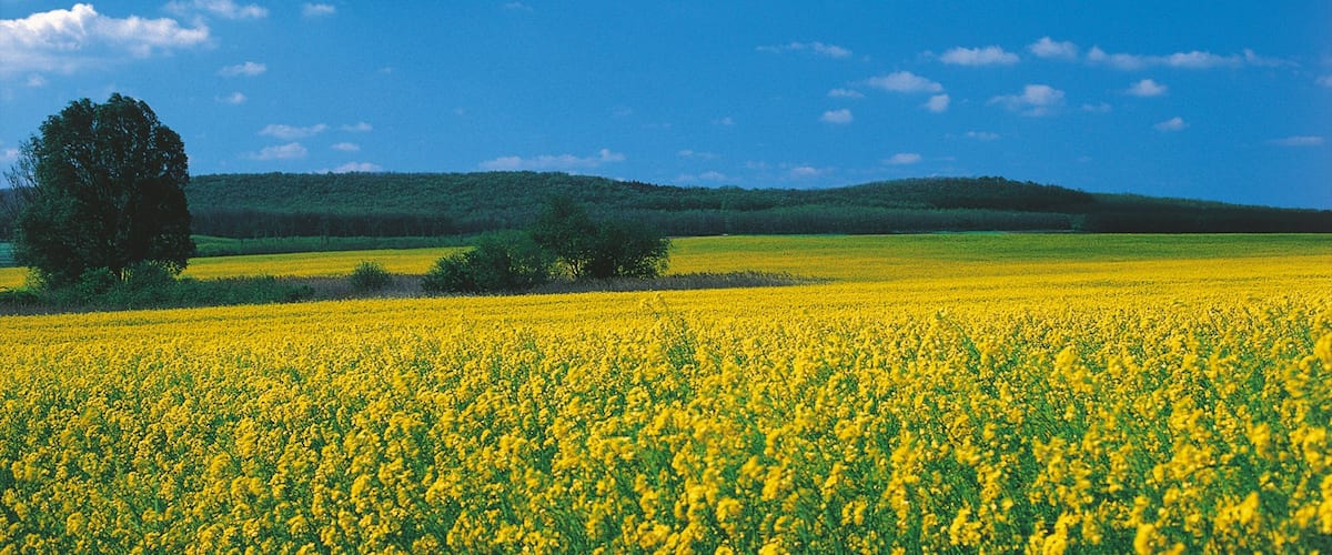 Eisenstadt das einen Wildblumen, Landschaften und Blumen