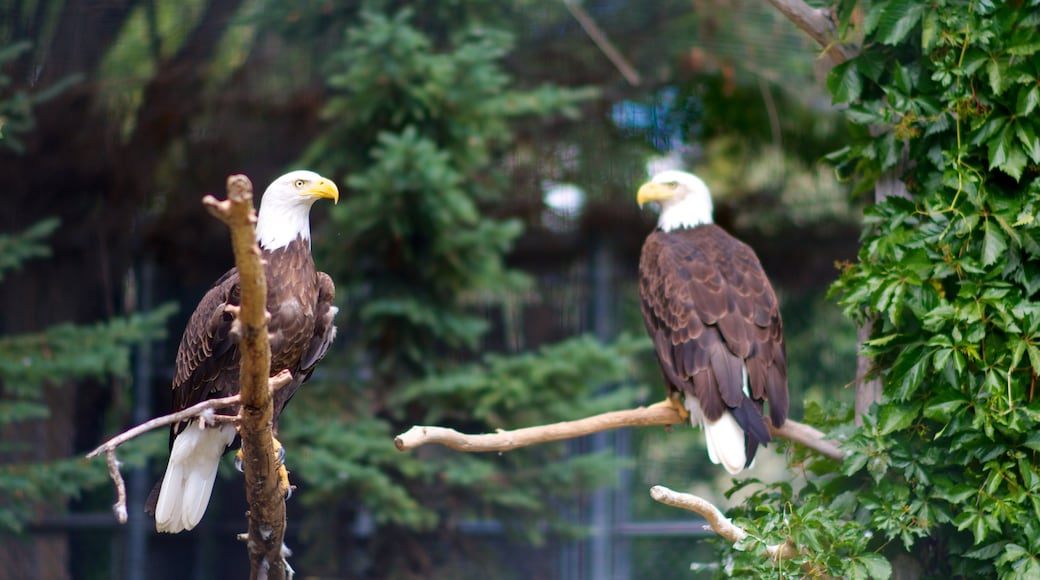Saskatoon que inclui vida das aves e animais de zoolĂłgico