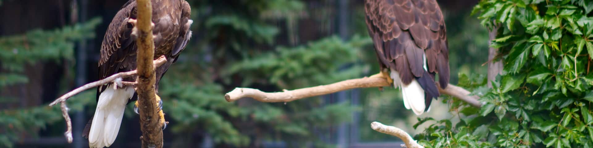 Saskatoon showing zoo animals and bird life