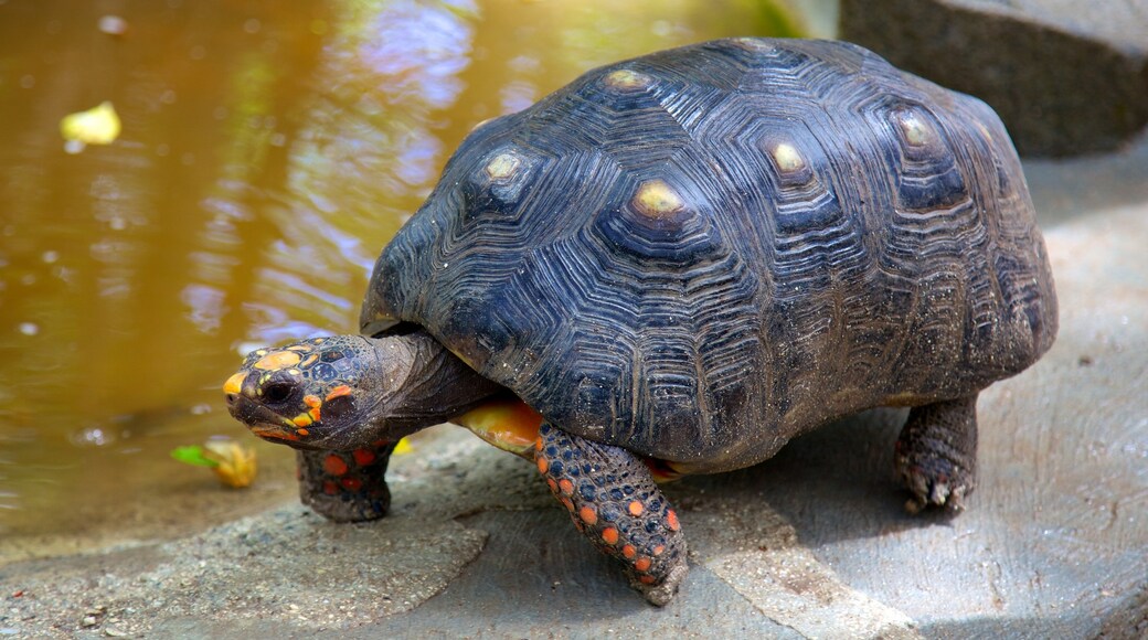Zoo de San Martín que incluye animales del zoo y animales