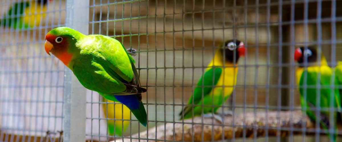 Philipsburg showing zoo animals and bird life