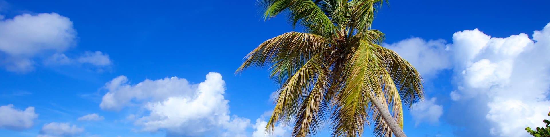 Mullet Beach showing landscape views, general coastal views and tropical scenes