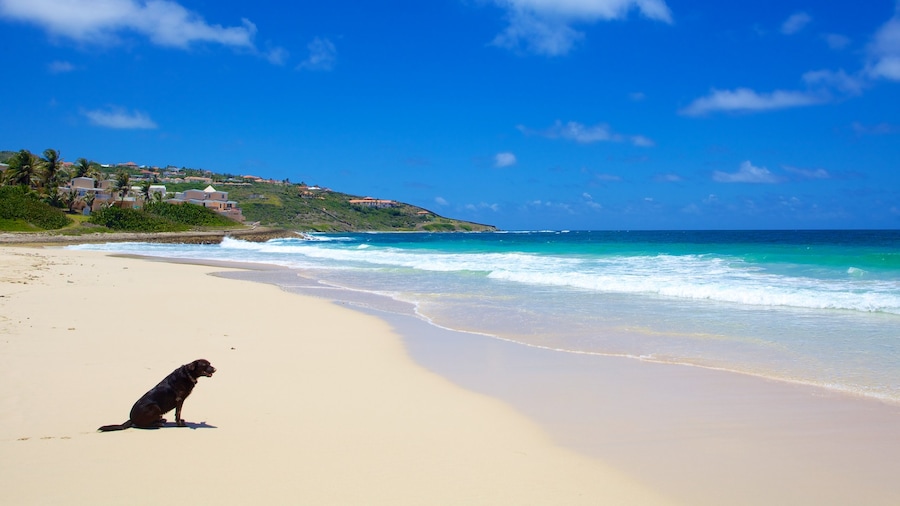 Guana Bay Beach mostrando spiaggia sabbiosa, animali domestici e località costiera
