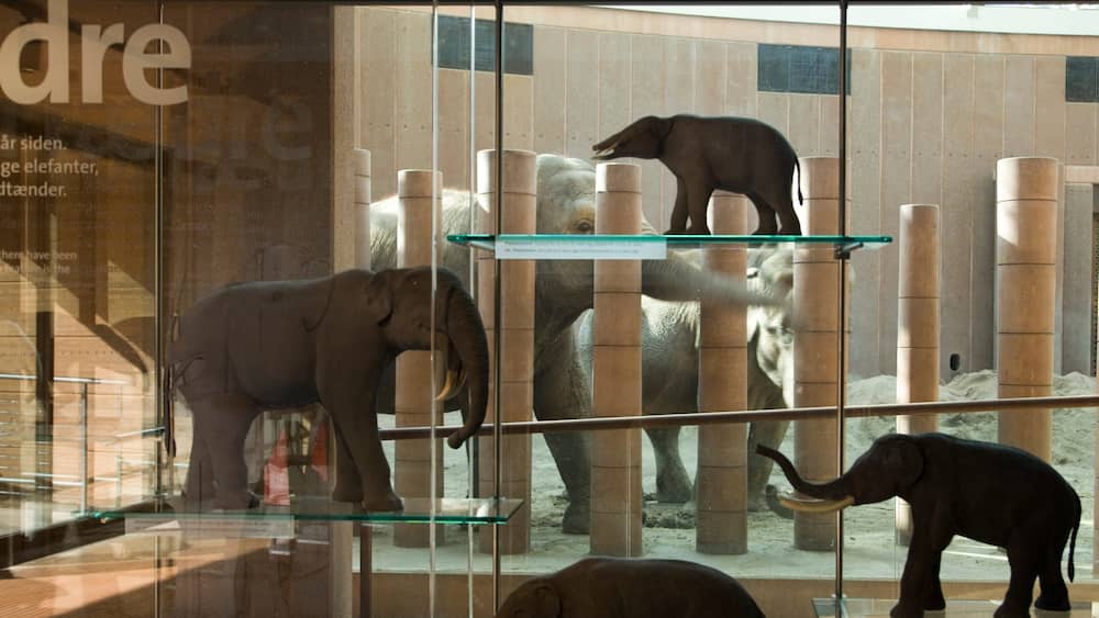 Zoo de Copenhague montrant animaux terrestres, animaux de zoo et vues intérieures