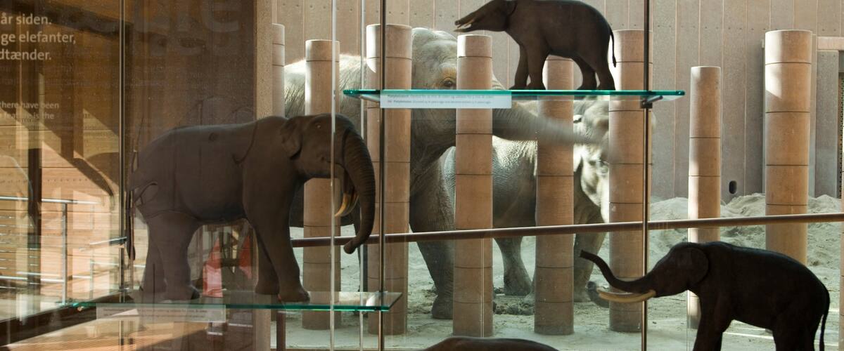 Zoo de Copenhague ofreciendo vistas interiores, animales del zoológico y animales terrestres
