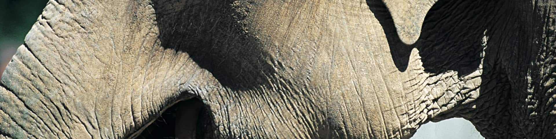 Copenhagen Zoo featuring zoo animals and land animals