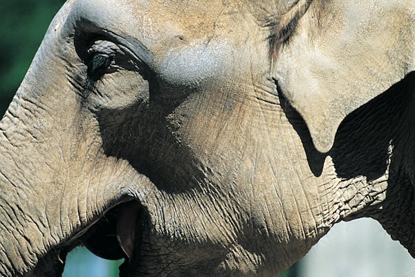 Zoo Kopenhagen das einen Landtiere und Zootiere