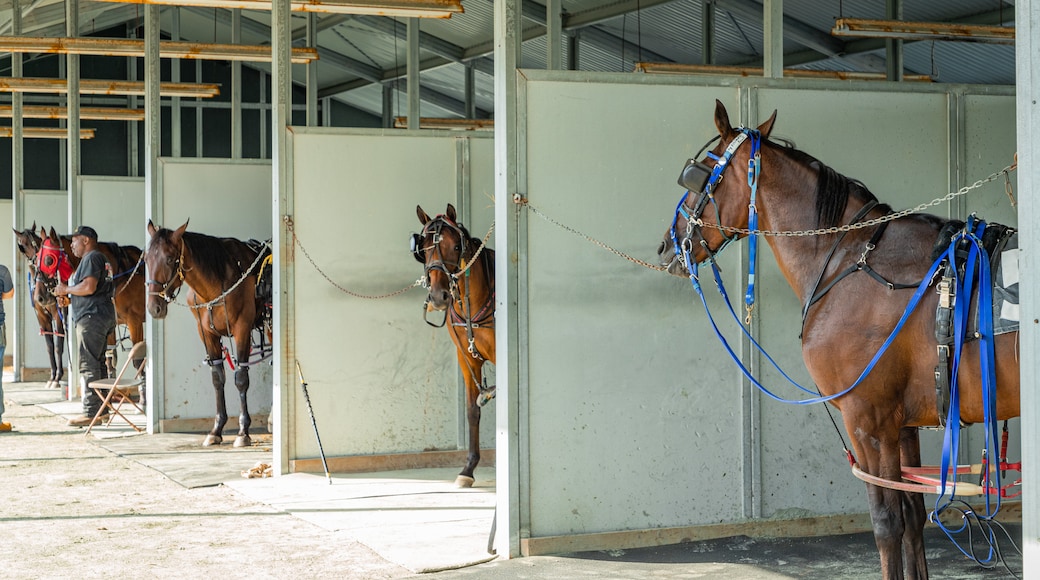 Casino at Ocean Downs