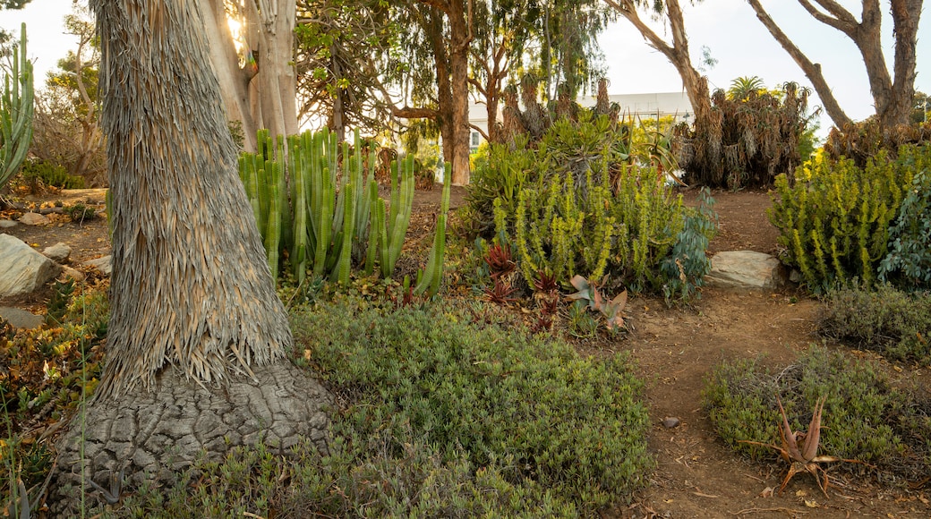 Desert Garden