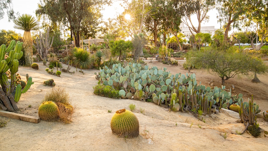 Desert Garden