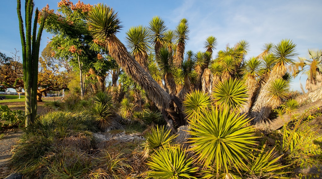 Desert Garden