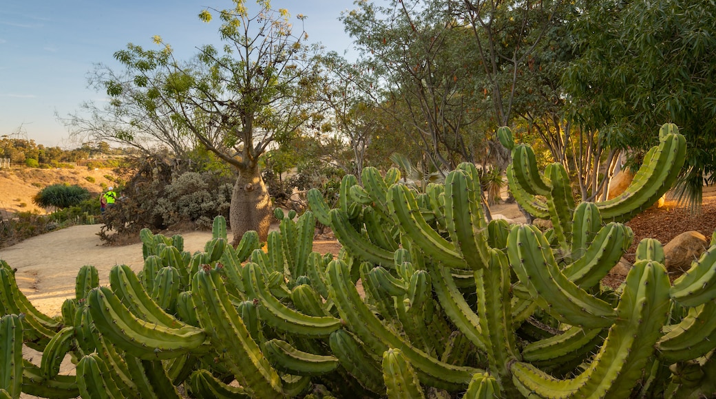 Parque Desert Garden