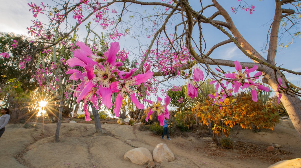 Desert Garden