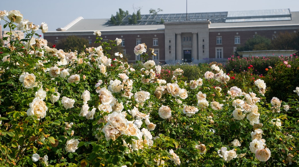 Rose Garden