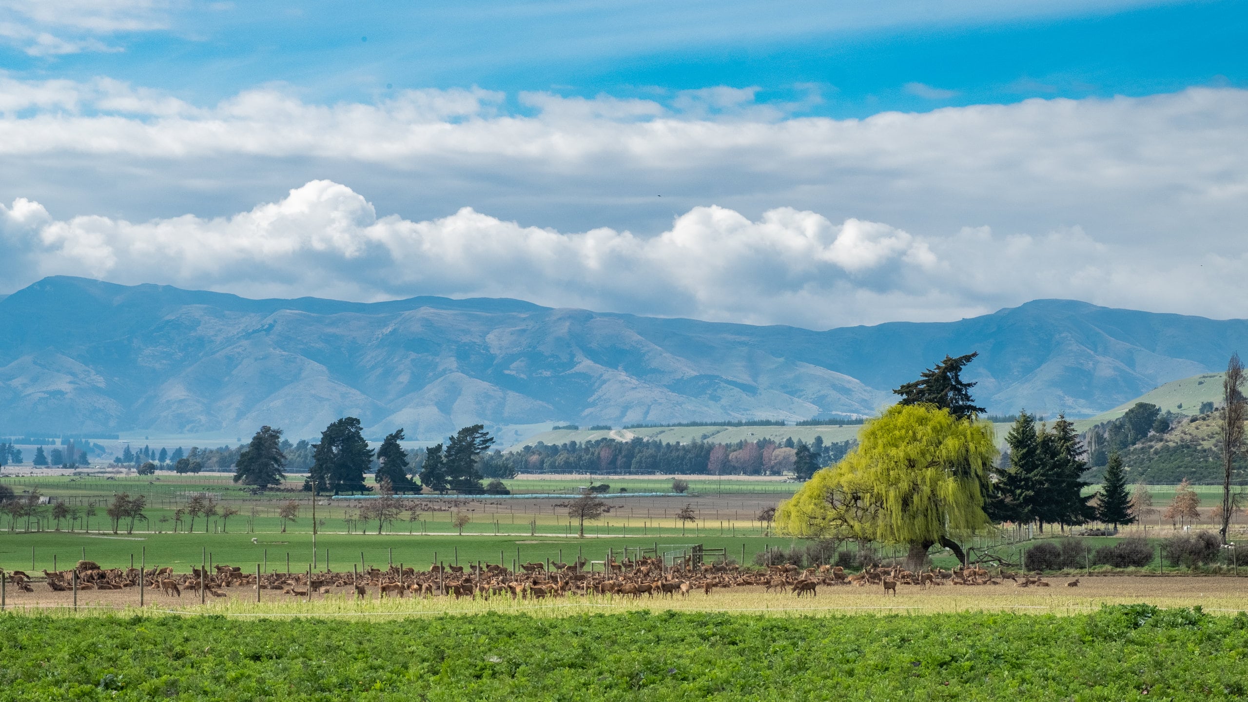 Wanaka featuring tranquil scenes