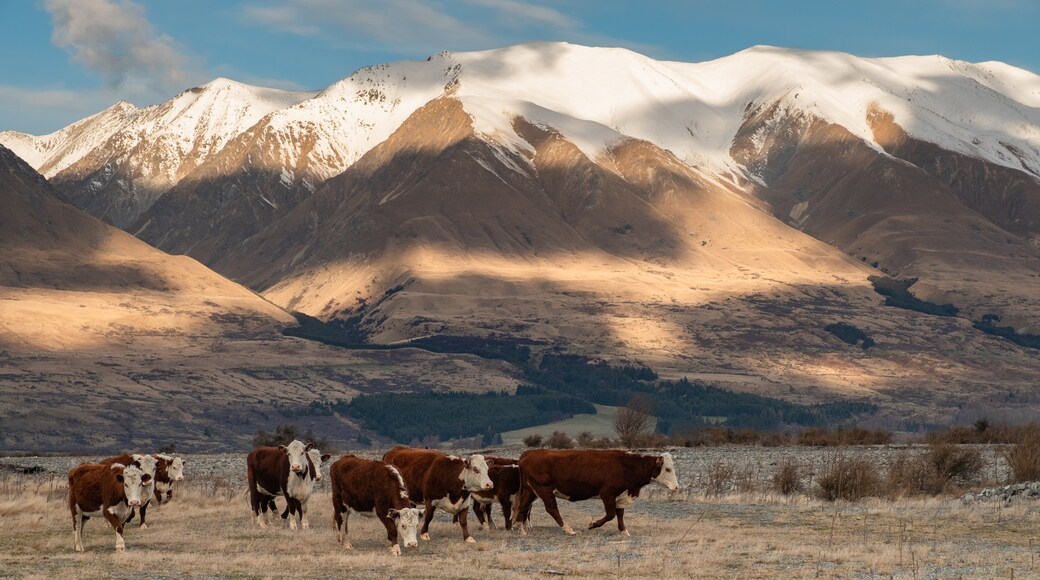 Ohau featuring land animals, mountains and farmland