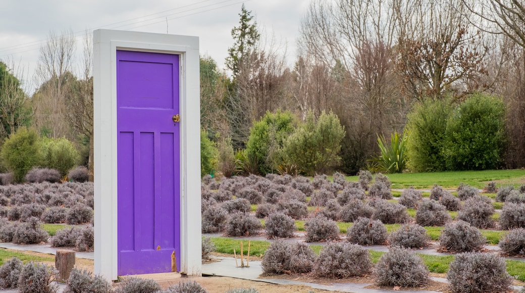 Wānaka Lavender Farm