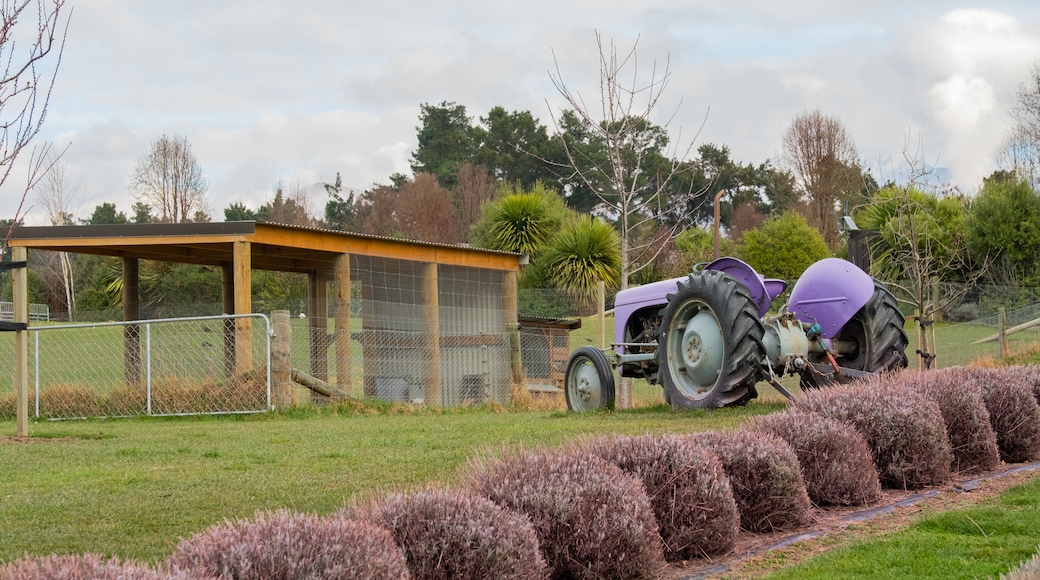 Granja de lavanda Wanaka