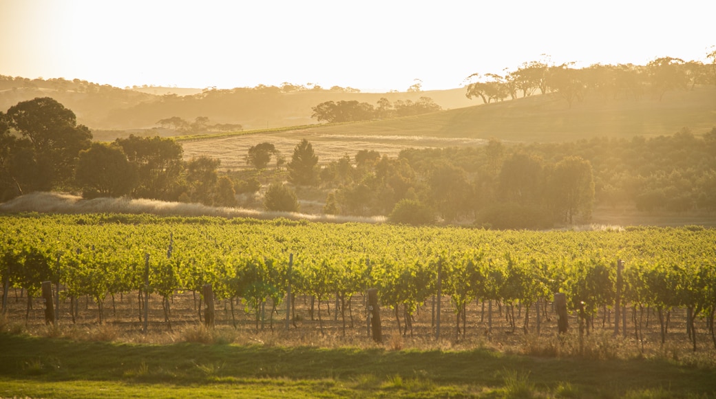 Seppeltsfield showing farmland, landscape views and a sunset