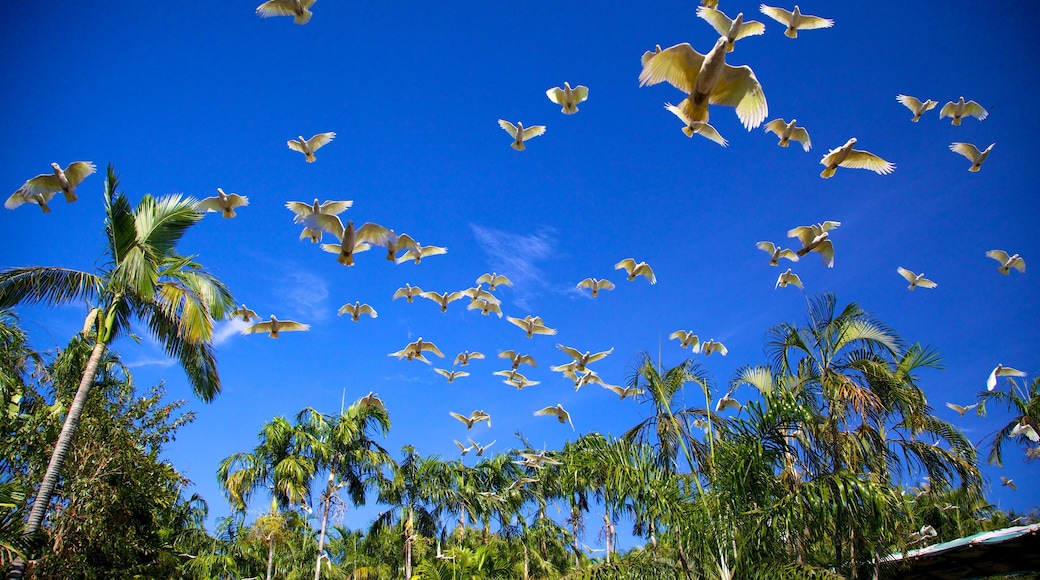 Crocodylus Park which includes bird life