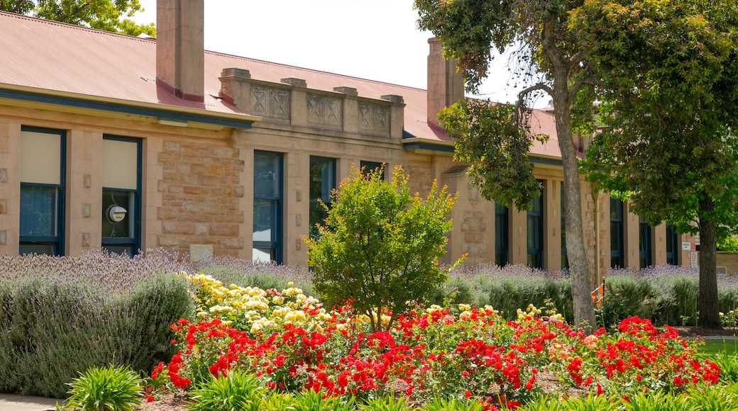 Nuriootpa showing flowers and a garden