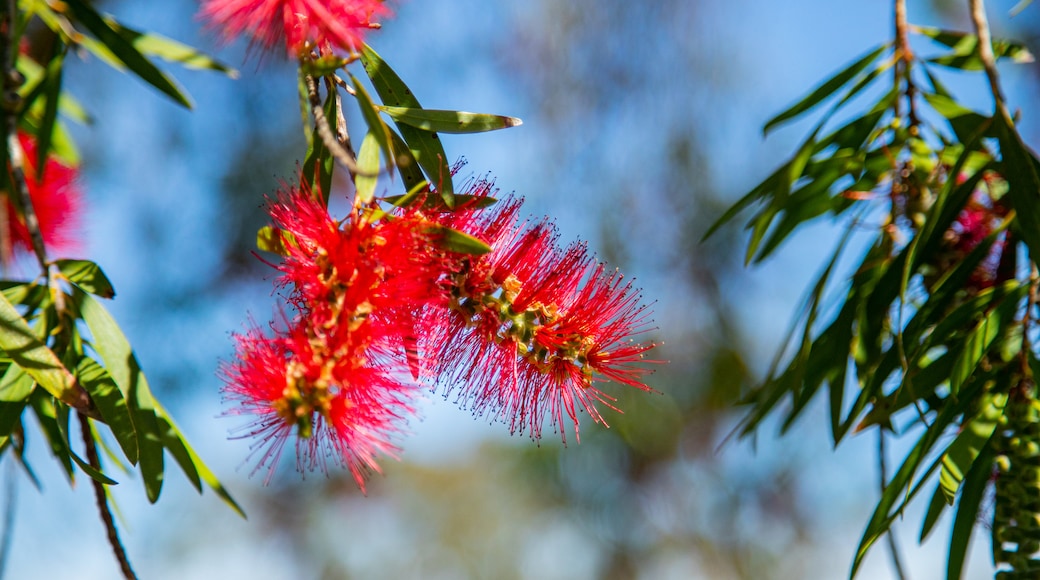 Adelaide Hills which includes wildflowers