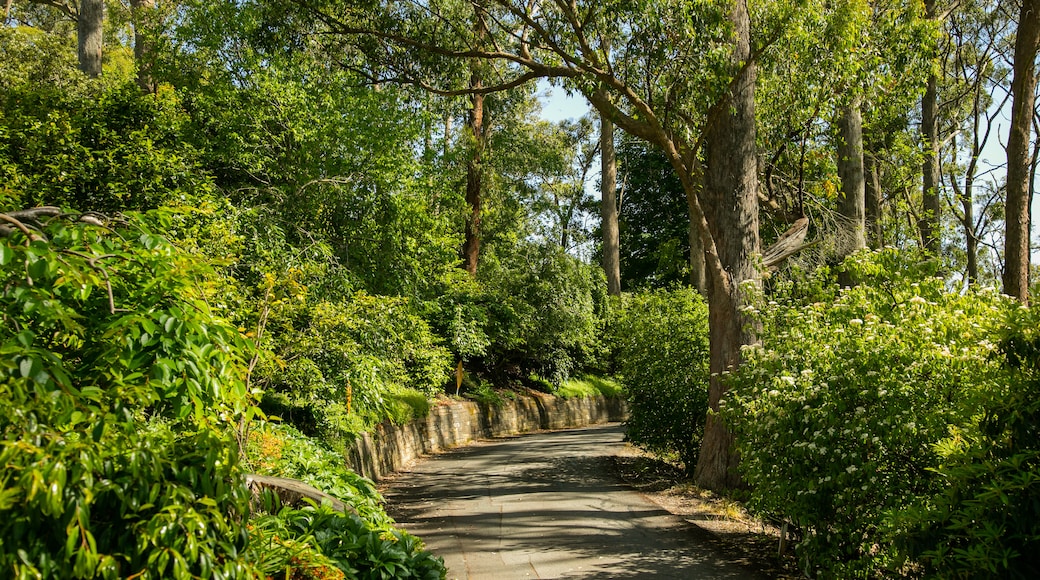 Mount Lofty Botanic Garden featuring a park