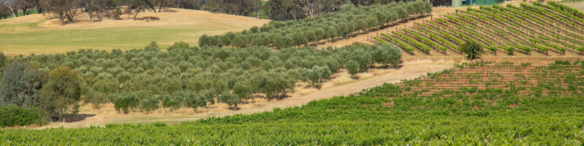 Seppeltsfield featuring landscape views and farmland