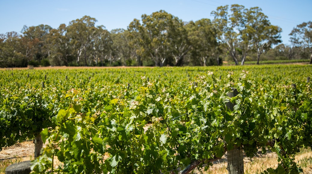 Mid Murray Council