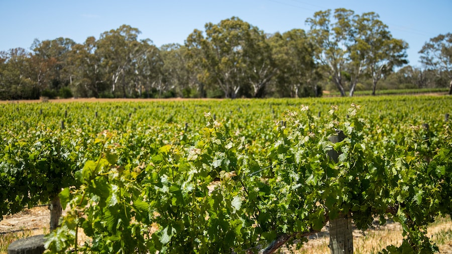 Brockenchack Vineyard