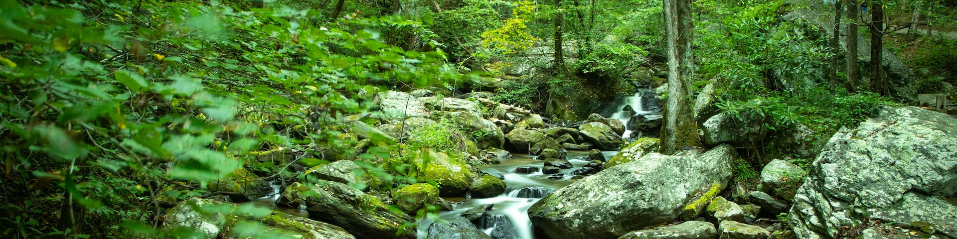 Anna Ruby Falls featuring forest scenes and a river or creek